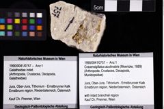 Foto (Objket + Etiketten) von Cracensigillatus acutirostris (Moericke, 1889) 